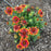 Blanket Flower, Spintop™ Copper Sun Blanket Flower
