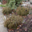 Arborvitae, Whipcord Western Red Cedar