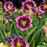 Daylily, PW® Rainbow Rhythm® Storm Shelter Daylily