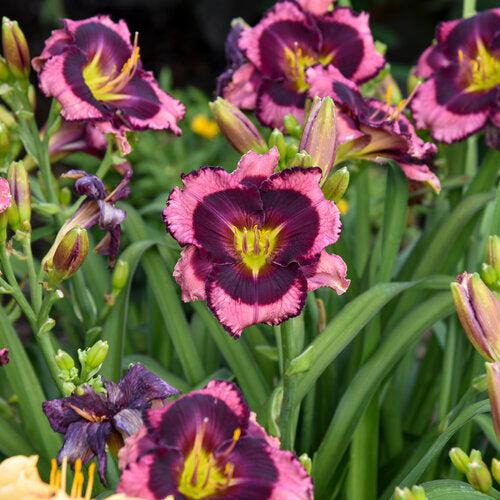 Daylily, PW® Rainbow Rhythm® Storm Shelter Daylily