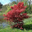 Maple, Bloodgood Japanese Maple