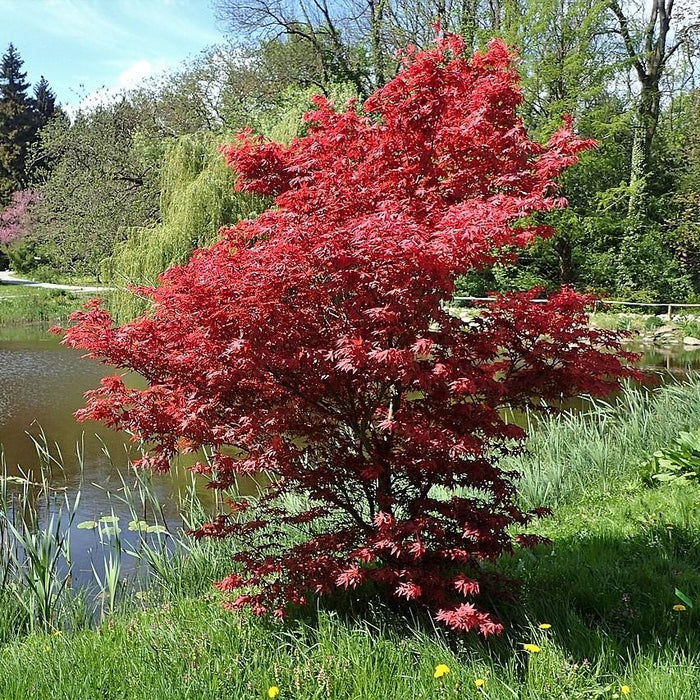 Maple, Bloodgood Japanese Maple