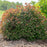 Spirea, Empire® Ice Dragon™ Spirea