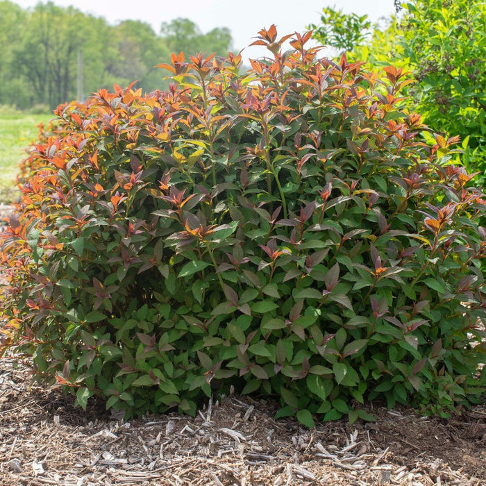 Spirea, Empire® Ice Dragon™ Spirea