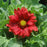 Blanket Flower, Burgundy Blanket Flower