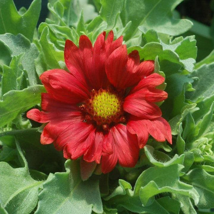 Blanket Flower, Burgundy Blanket Flower