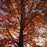 Oak, Northern Red Oak