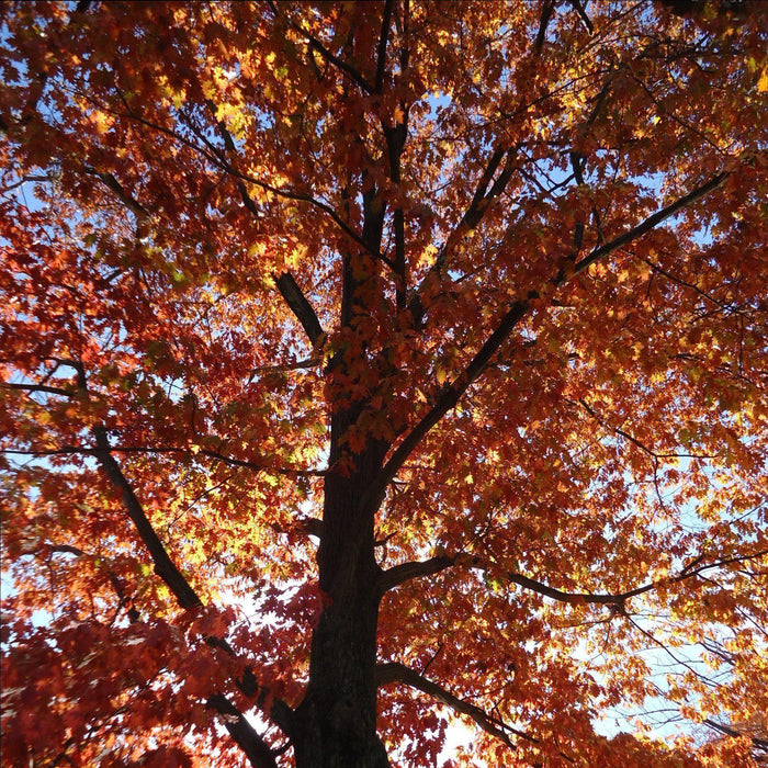 Oak, Northern Red Oak