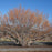 Witch Hazel, Vernal Witch Hazel