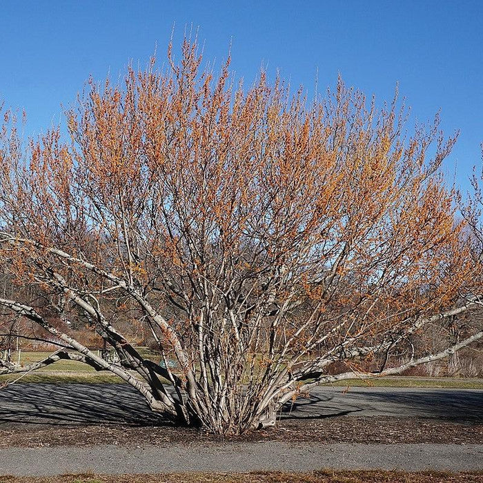Witch Hazel, Vernal Witch Hazel