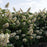 Hydrangea, Autumn Reprise™ Hydrangea