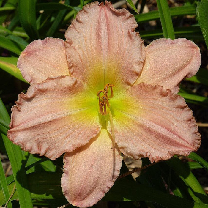 Daylily, Jolyene Nichole Daylily