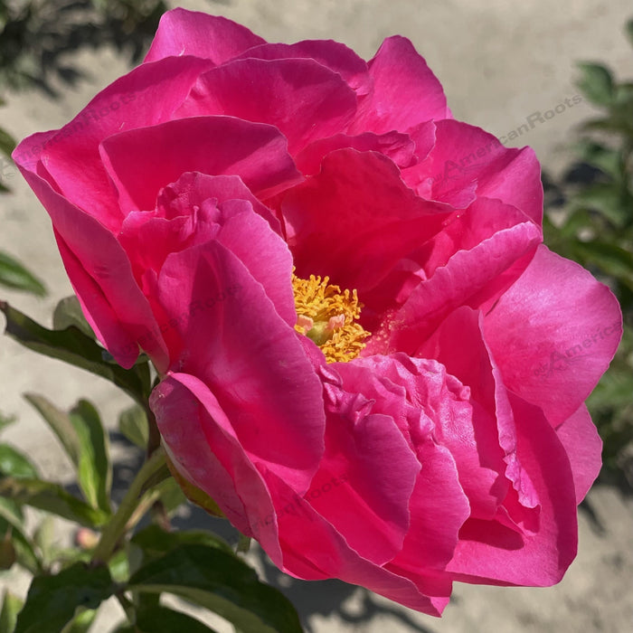 Peony, Paula Fay Peony