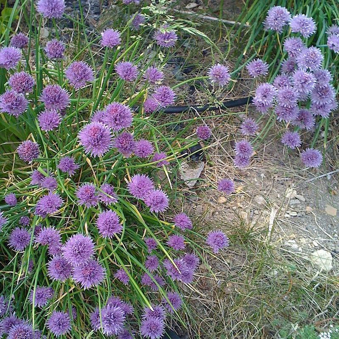 Allium, Medusa Ornamental Onion