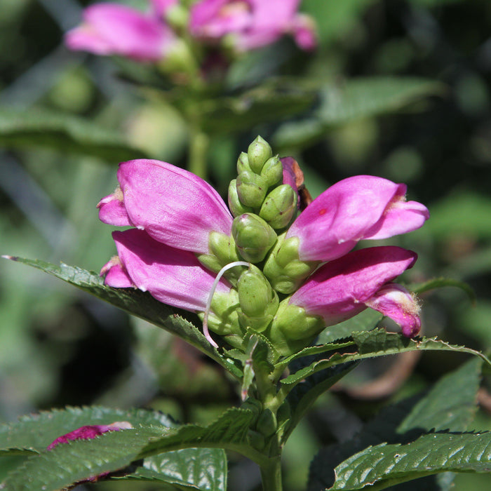 Turtlehead, Hot Lips Turtlehead