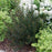 Ninebark, Tiny Wine® Ninebark