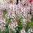 Foamflower, Sugar and Spice Foamflower