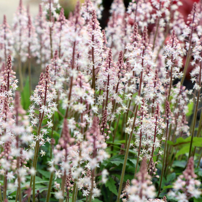 Foamflower, Sugar and Spice Foamflower