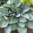 Hosta, PW® Shadowland® Above The Clouds Hosta