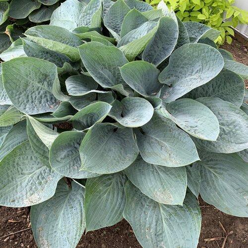 Hosta, PW® Shadowland® Above The Clouds Hosta