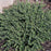 Holly, Helleri Japanese Holly