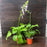 Hosta, Guacamole Hosta