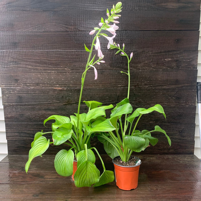 Hosta, Guacamole Hosta