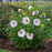 Hibiscus, Summerific® Ballet Slippers Hibiscus