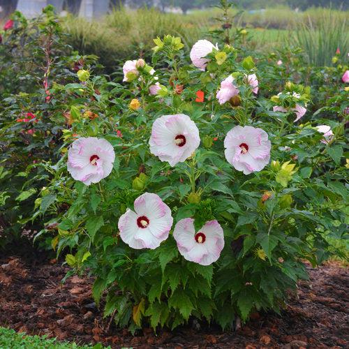 Hibiscus, Summerific® Ballet Slippers Hibiscus