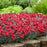Dianthus, Fruit Punch® Maraschino Dianthus