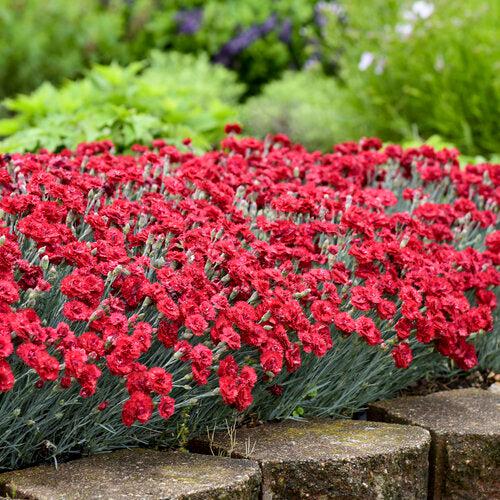 Dianthus, Fruit Punch® Maraschino Dianthus