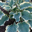 Hosta, PW® Shadowland® Hope Springs Eternal Hosta