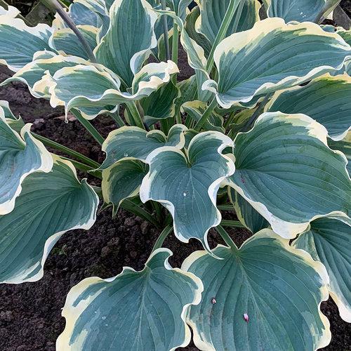 Hosta, PW® Shadowland® Hope Springs Eternal Hosta