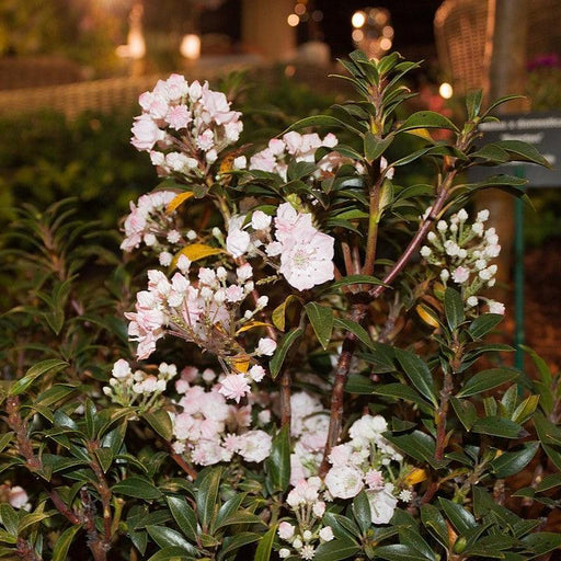 Mountain Laurel, Elf Mountain Laurel