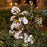 Mountain Laurel, Elf Mountain Laurel