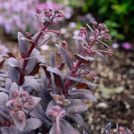 Sedum, Puff Pastry™ Raspberry Stonecrop