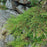 Cypress, Siberian Cypress, Russian Arborvitae