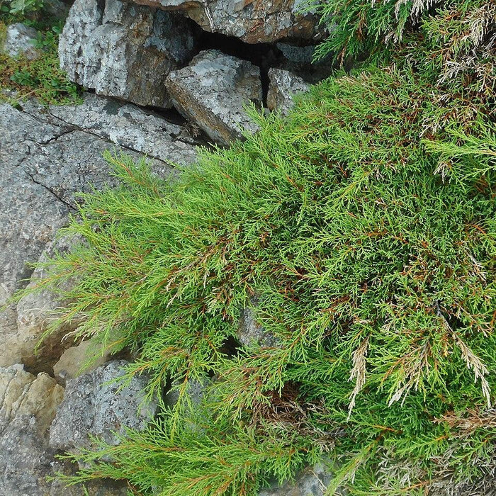 Cypress, Siberian Cypress, Russian Arborvitae