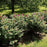 Rose, Purple Pavement Rugosa Rose