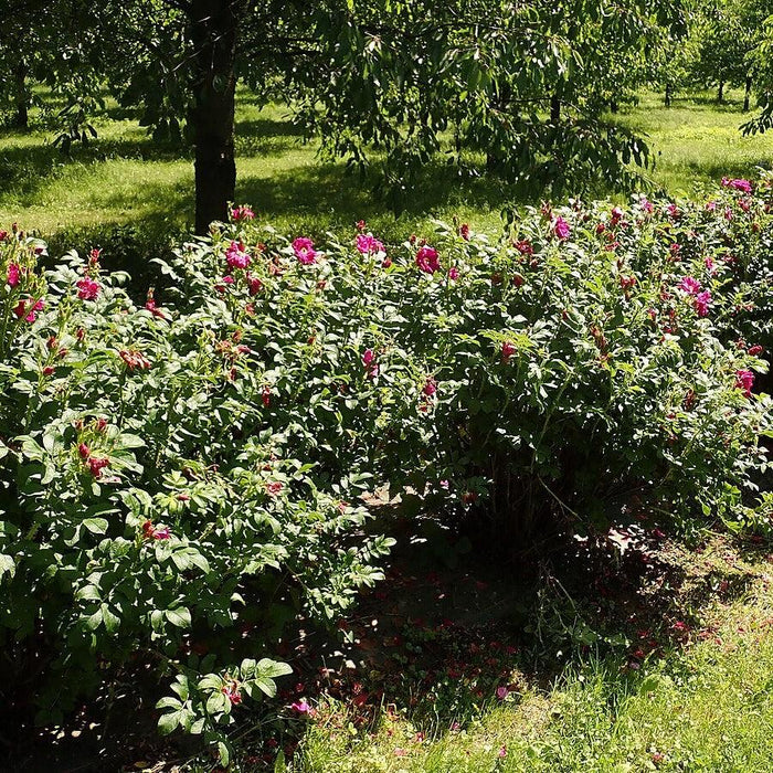 Rose, Purple Pavement Rugosa Rose