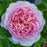 Rosa 'Ausegdon'  - Eustacia Vye Rose