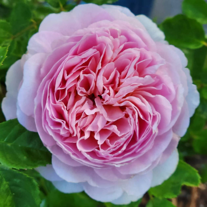 Rosa 'Ausegdon'  - Eustacia Vye Rose