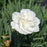 Dianthus, PW® Fruit Punch® Whipped Cream Dianthus