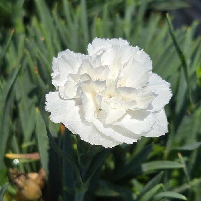 Dianthus, PW® Fruit Punch® Whipped Cream Dianthus