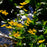 Marsh Marigold