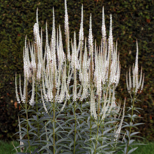 Veronicastrum virginicum  - Culver's Root
