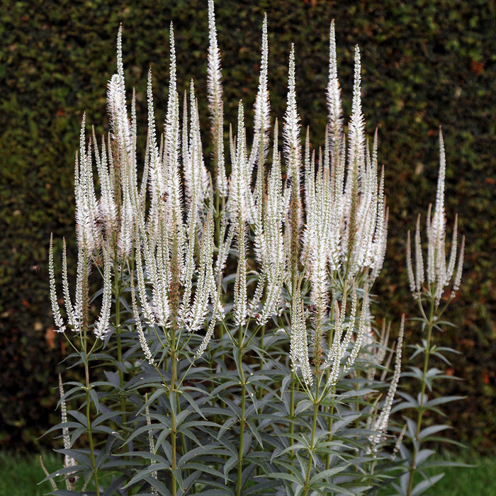 Veronicastrum virginicum  - Culver's Root