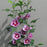 Hibiscus, Purple Pillar® Rose of Sharon