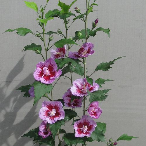 Hibiscus, Purple Pillar® Rose of Sharon