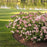 Hydrangea, Invincibelle® Spirit II Hydrangea
